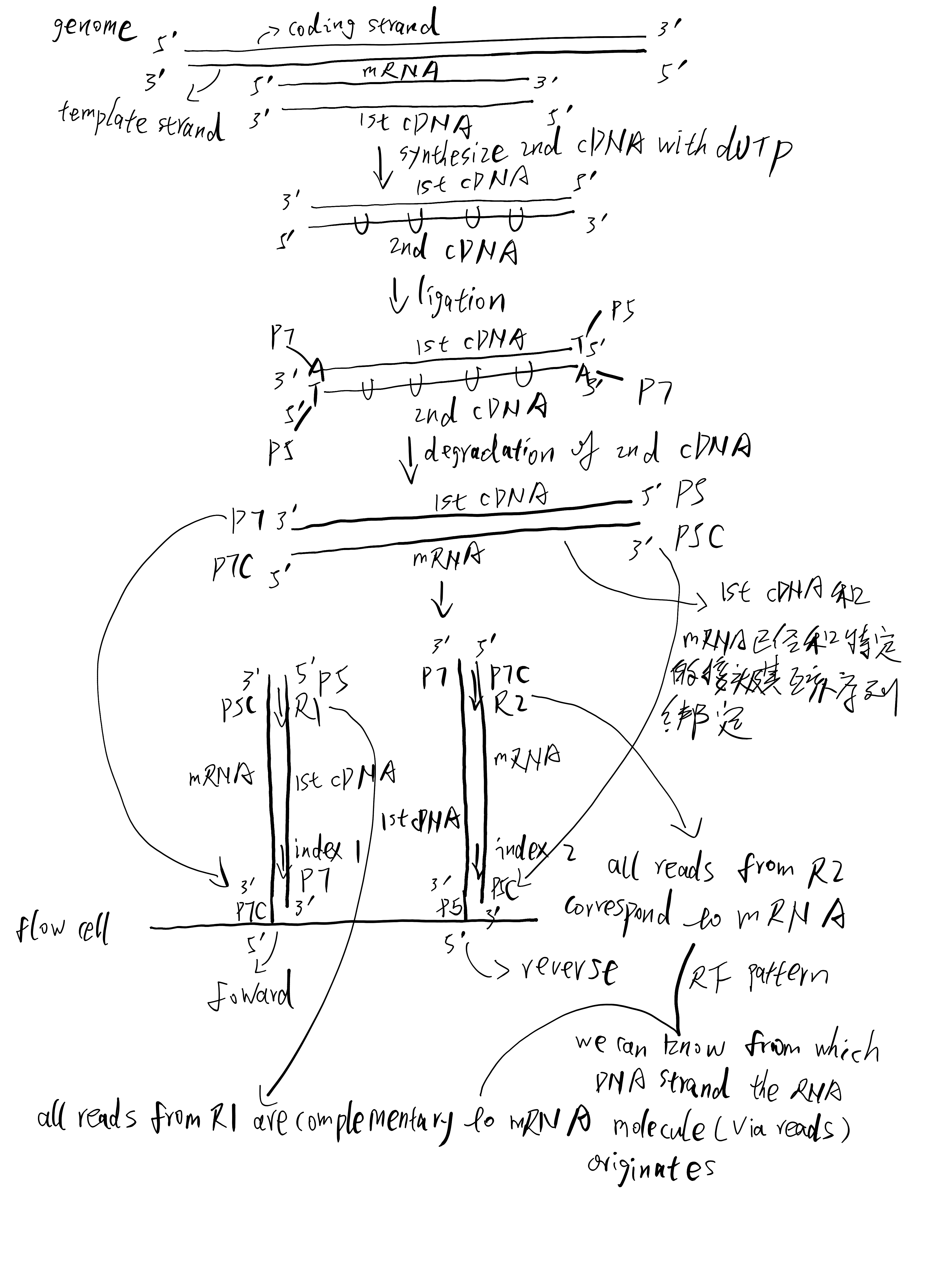 Click to see a larger version of the image